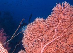 Terry behind Gorgonian taken with Nikon Coolpix 5000 in a... by Colin Osborne 